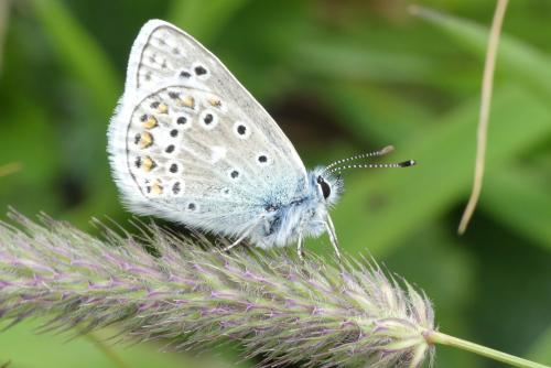 Polyommatus eros